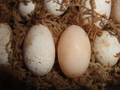 ダメな卵 無精卵 と よい卵 有精卵 宮っ子ハコガメ