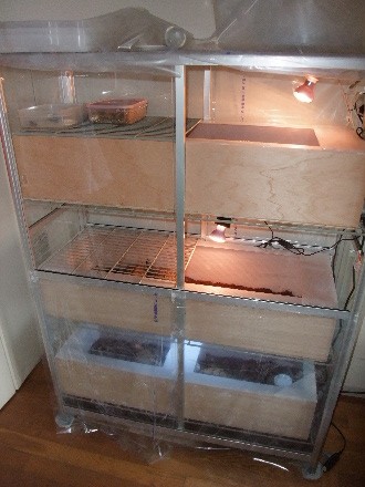 カメ飼育日誌 4 宮っ子ハコガメ