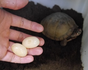 ミツユビハコガメ 2 宮っ子ハコガメ