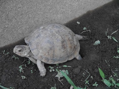 飼育30年目のミツユビハコガメ♀、良好な産卵。: 宮っ子ハコガメ